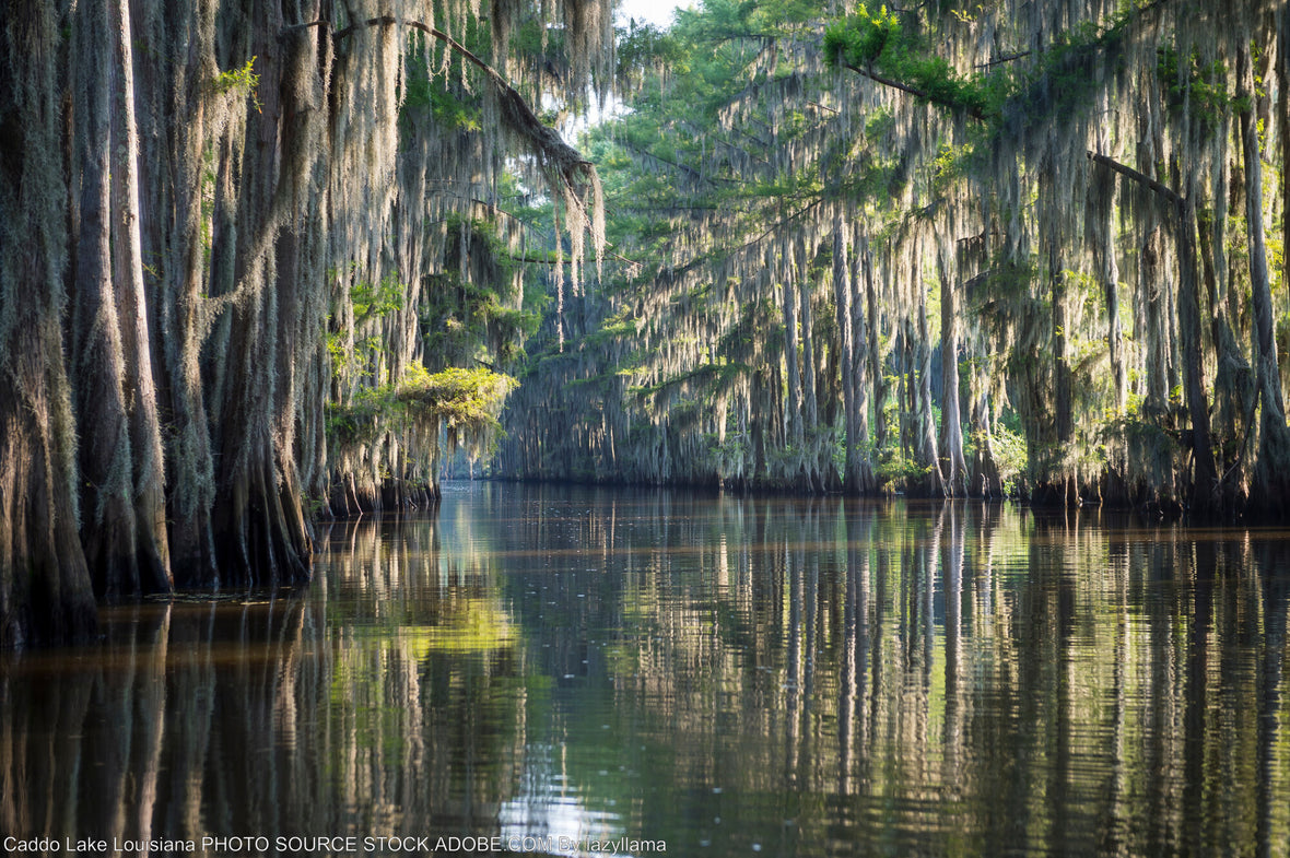 Top 8 Lakes to Explore in Louisiana