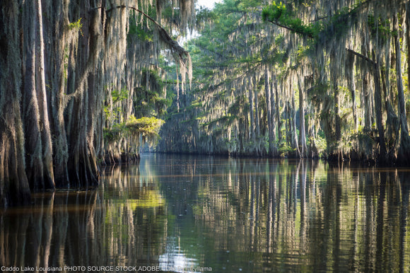 Top 8 Lakes to Explore in Louisiana